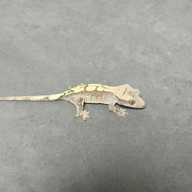 100%헷아잔틱 세이블