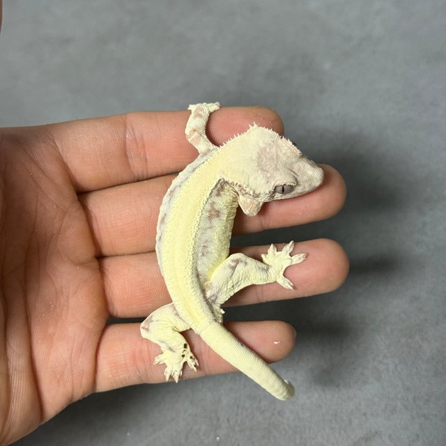 100%헷아잔틱 릴리 세이블