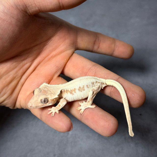 100%헷아잔틱 릴리 세이블