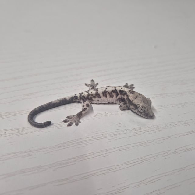 루왁 릴리