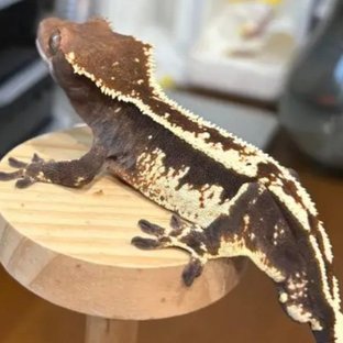 카푸치노