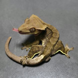 챠콜