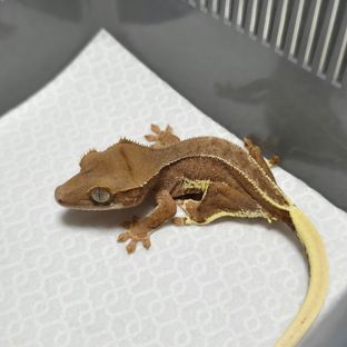 레드 팬텀 릴리화이트