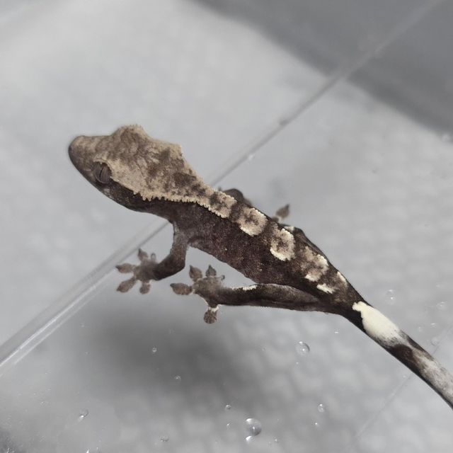 아잔틱
