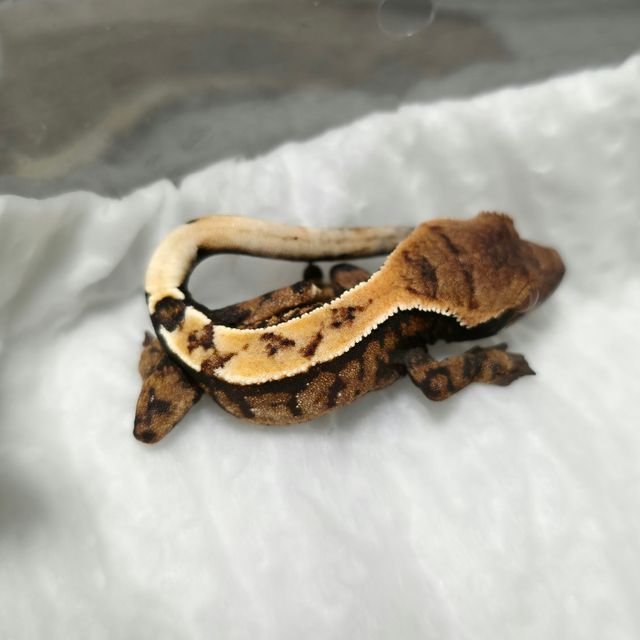 세이블