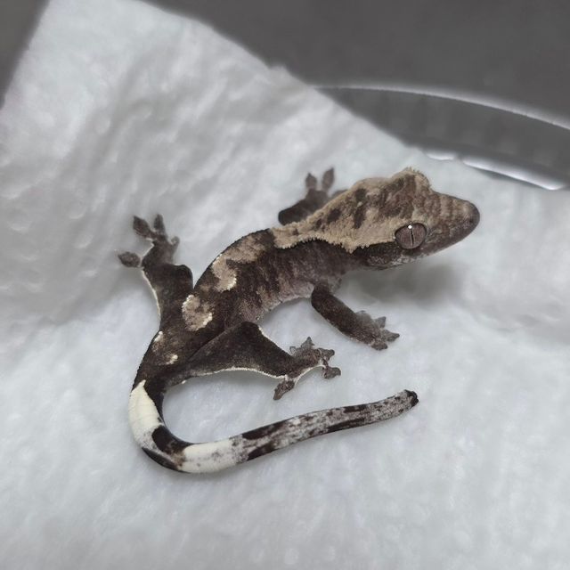 아잔틱
