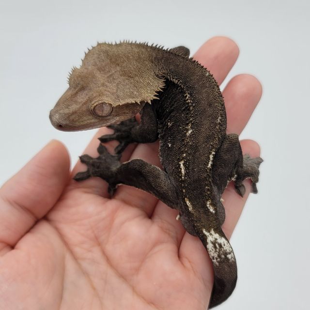 아잔틱