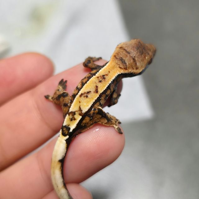 세이블