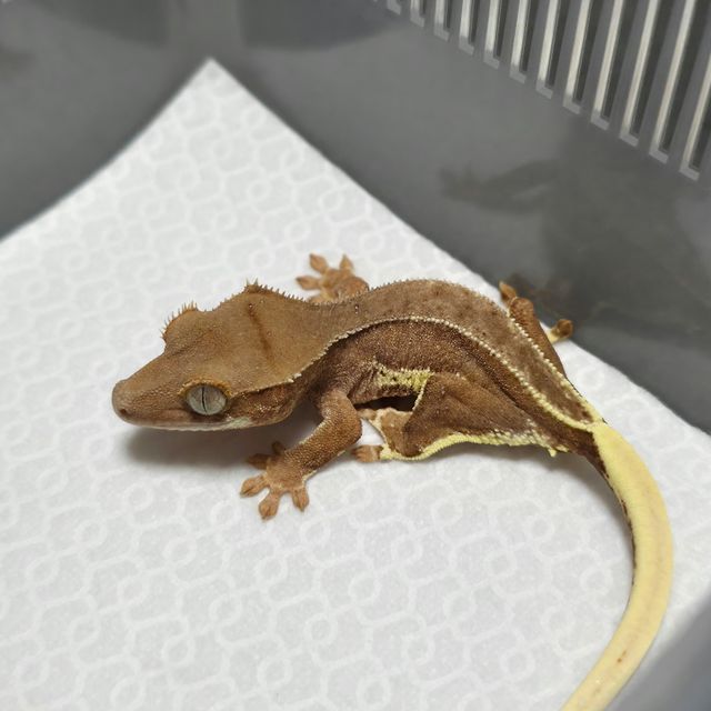 레드 팬텀 릴리화이트