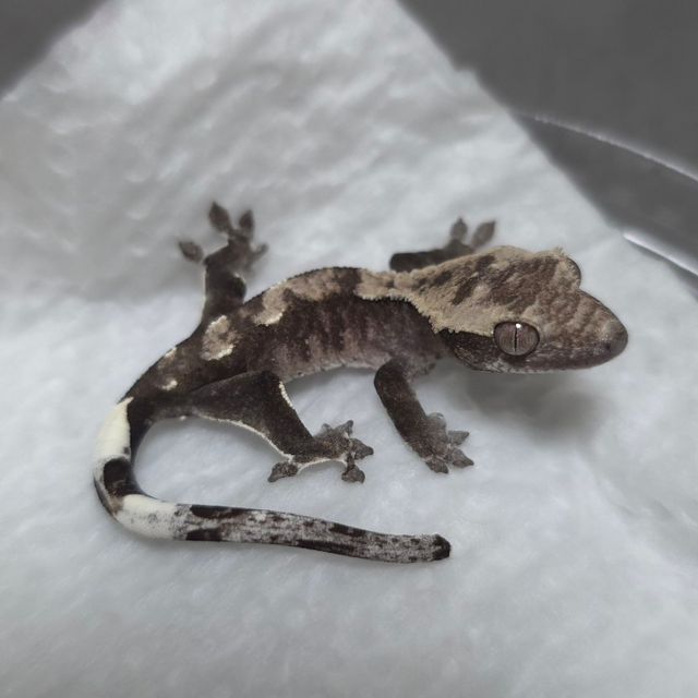 아잔틱