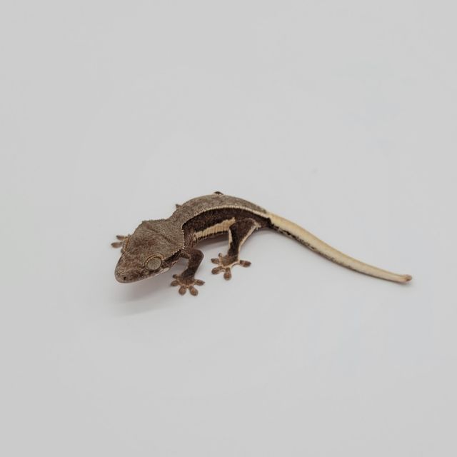 레드 팬텀 릴리화이트