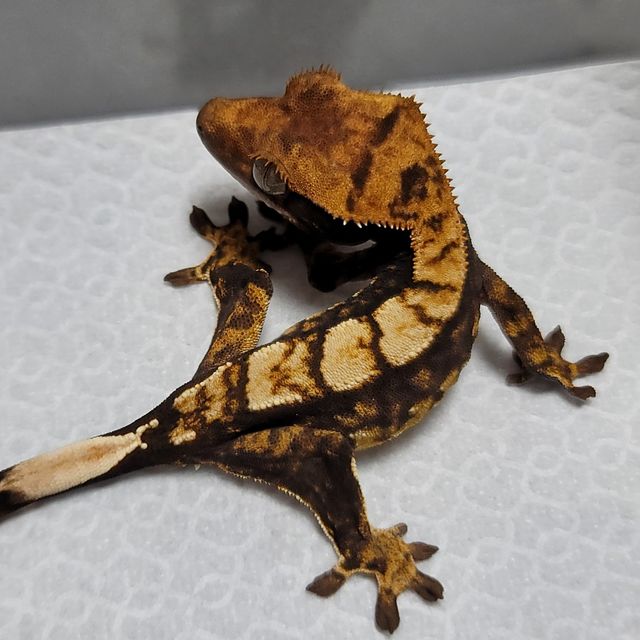 100%헷아잔틱