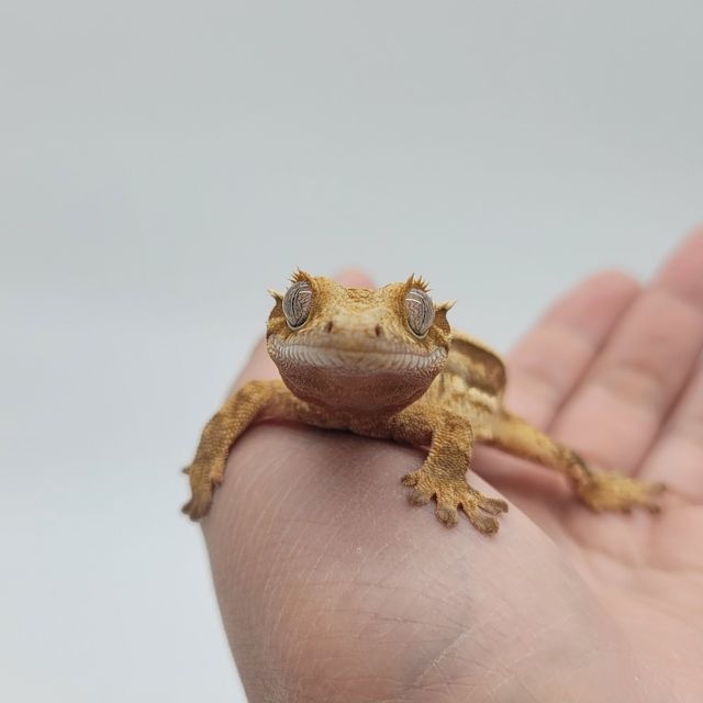 노멀 레드