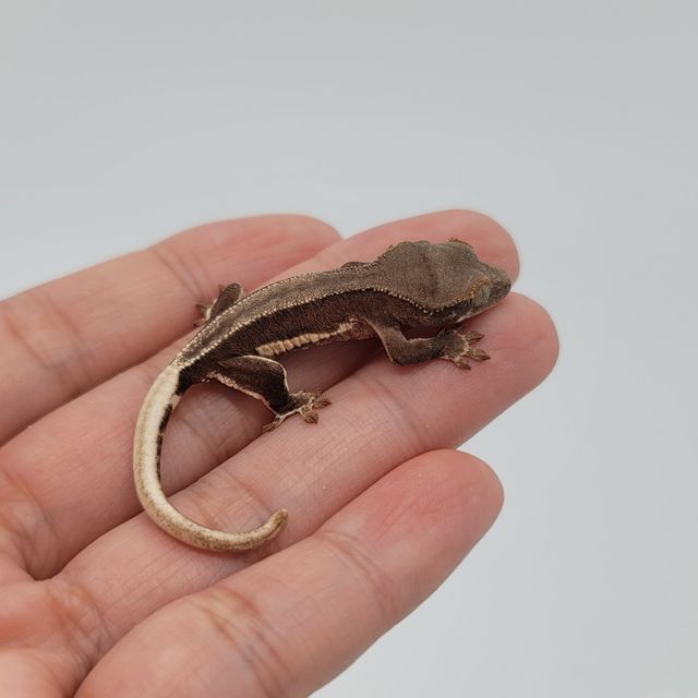 레드 팬텀 릴리화이트