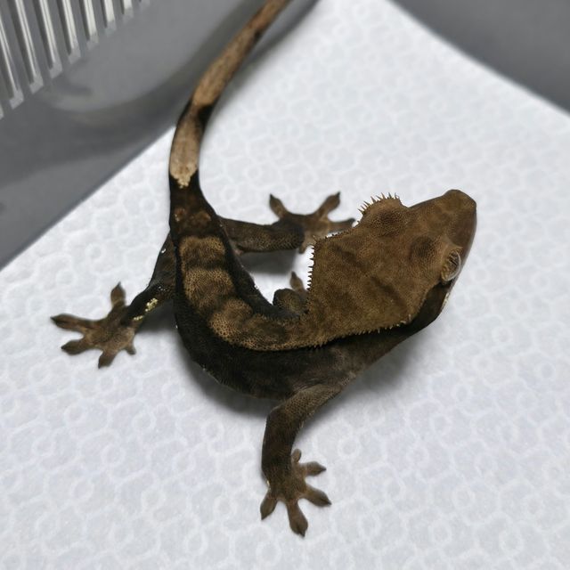 챠콜