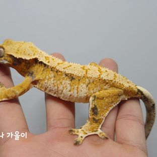 가을이
