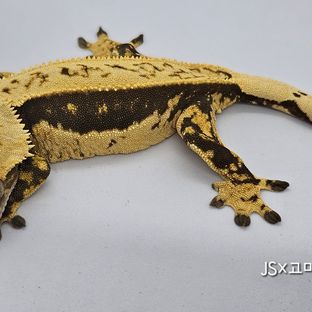 하임