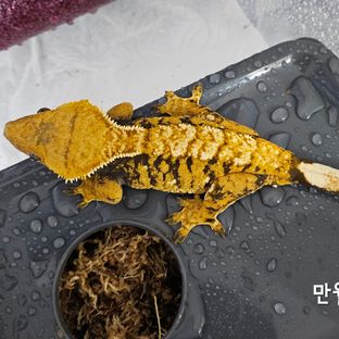 만월이