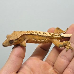 노멀 옐로우 할리퀸