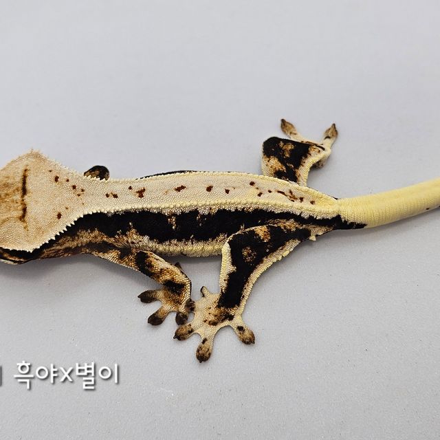 릴리화이트