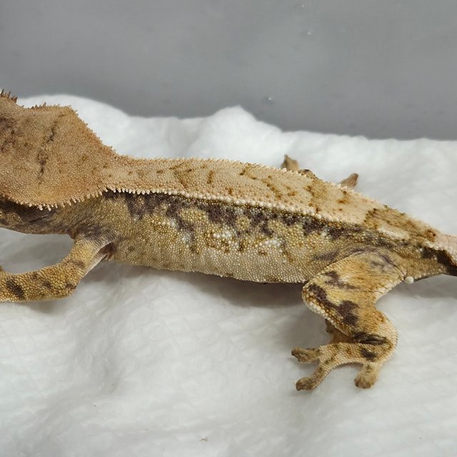 노멀 핀스트라이프 트라이 화이트스팟 드리피