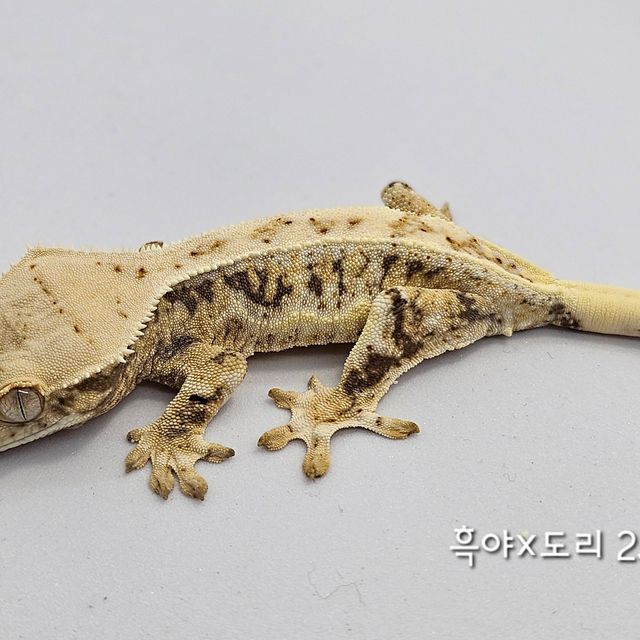 릴리화이트