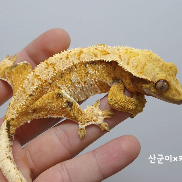 노멀