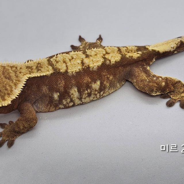 익스트림할리퀸 레드