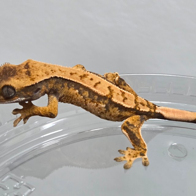 트라이 익스트림할리퀸 핀스트라이프