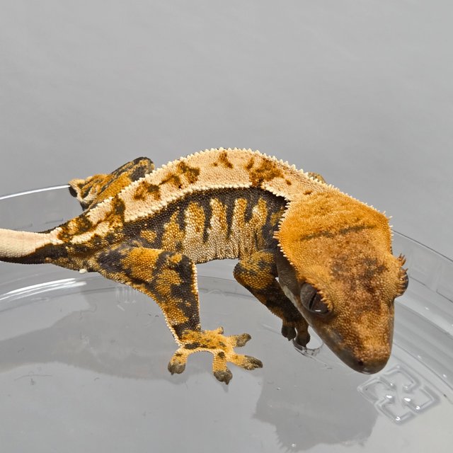 노멀 트라이 익스트림할리퀸 핀스트라이프