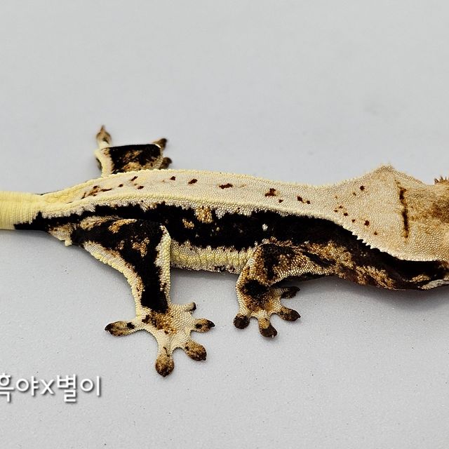 릴리화이트