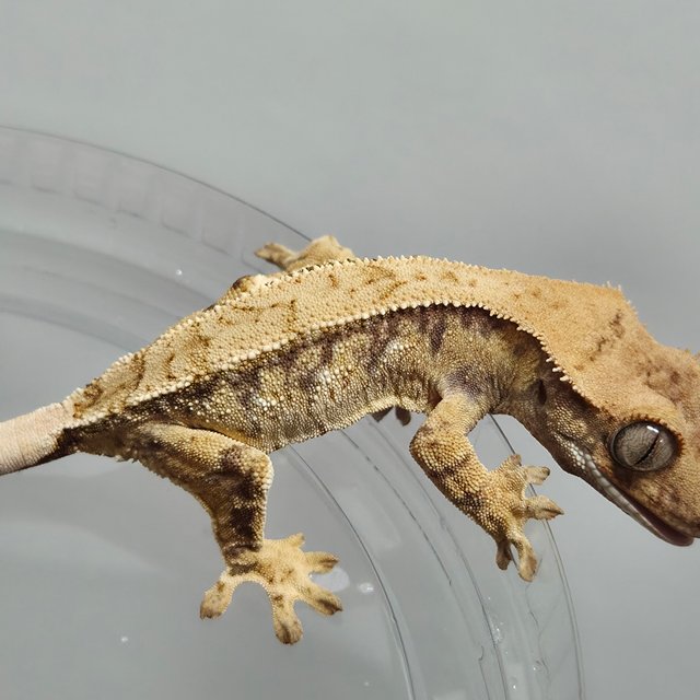 노멀 핀스트라이프 트라이 화이트스팟 드리피