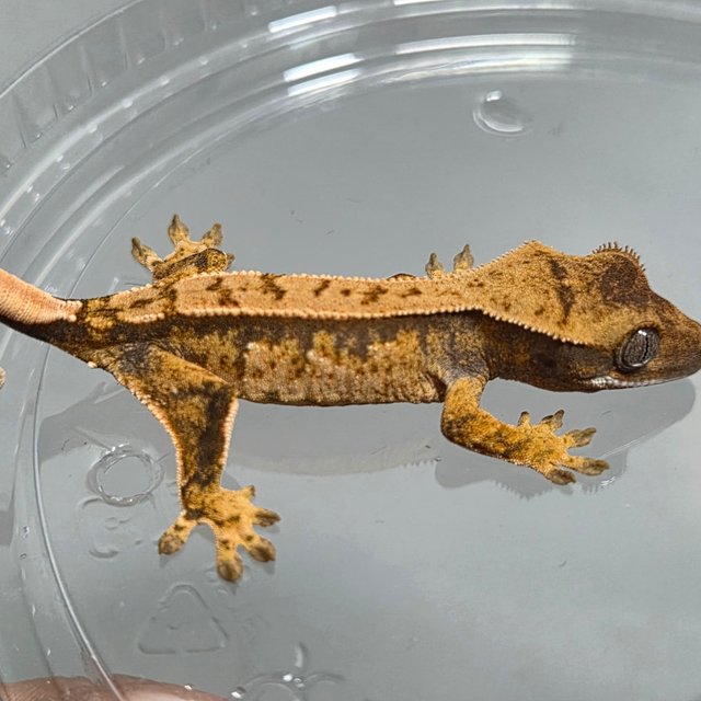 트라이 익스트림할리퀸 핀스트라이프