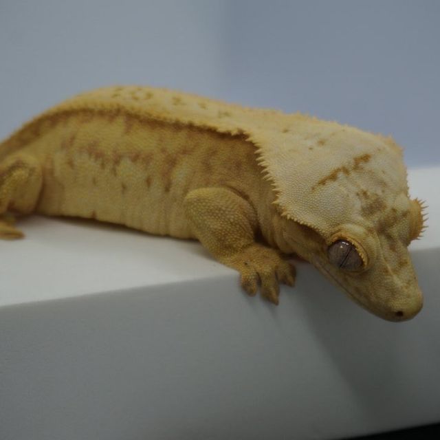 크림시클