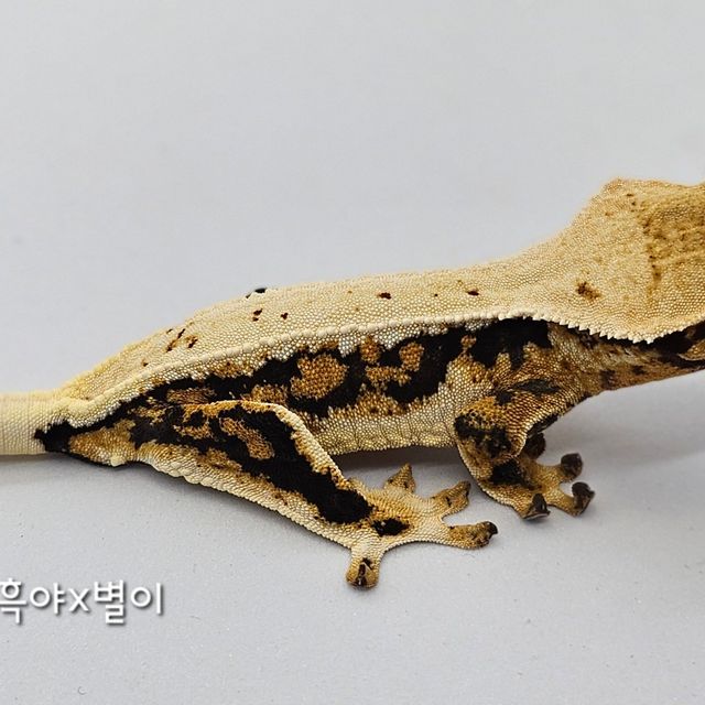 릴리화이트