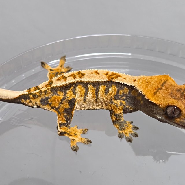 노멀 트라이 익스트림할리퀸 핀스트라이프