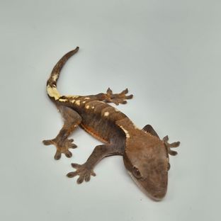 세이블