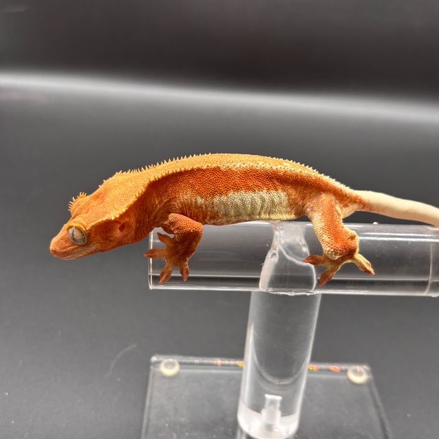 팬텀 바이 레드