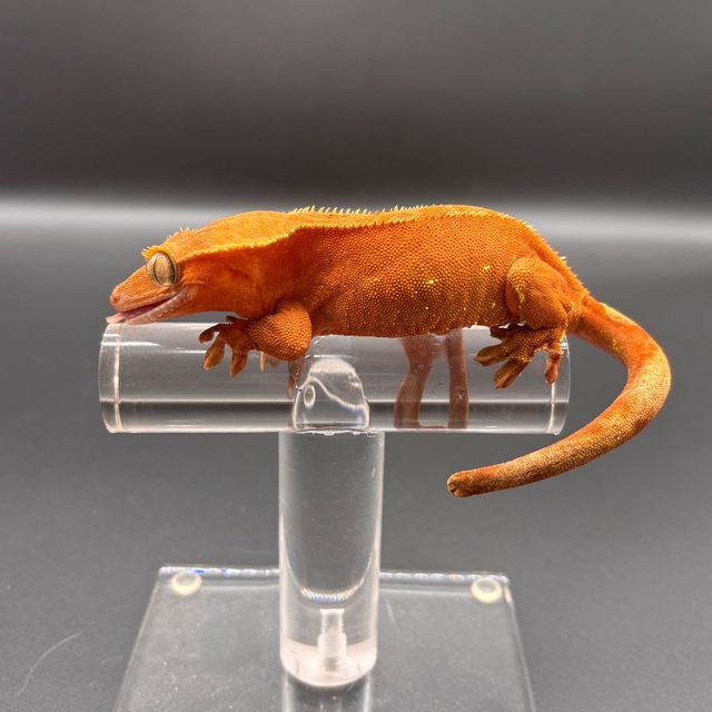 노멀 바이 레드