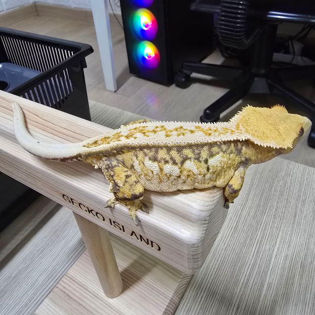 트라이 쿼드 풀핀