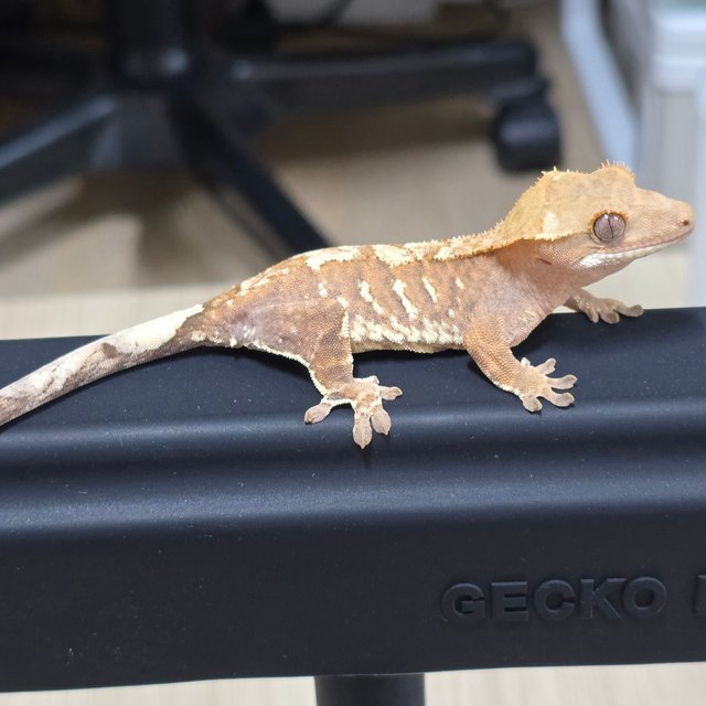 레드 트라이 카푸치노