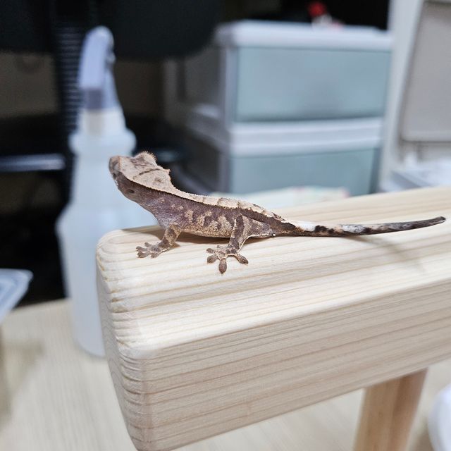 카푸치노