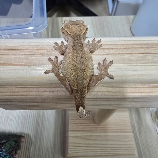 레드 바이
