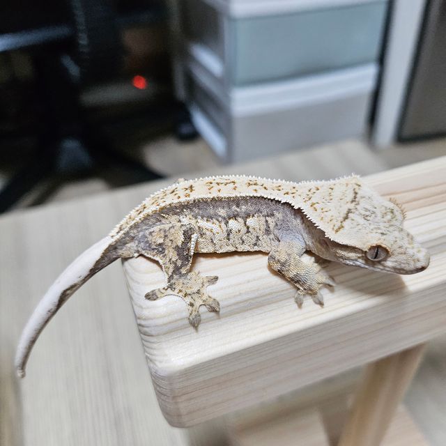 노멀