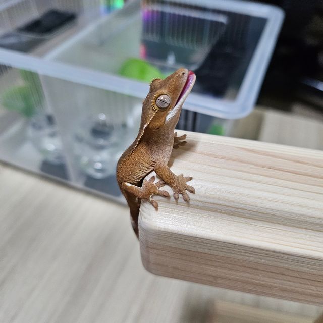 레드 바이