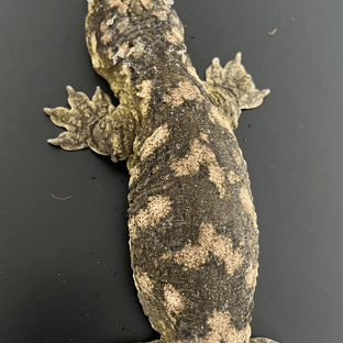 와사비 위 초생강