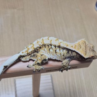 노멀 화이트스팟 드리피 화이트 화이트핀