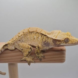 노멀 화이트스팟