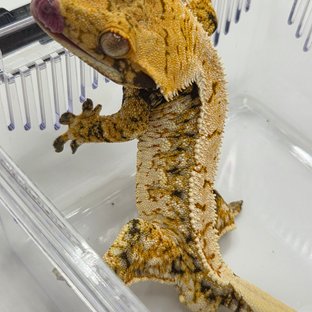 페라리