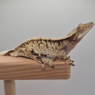 노멀 화이트스팟 트라이 화이트